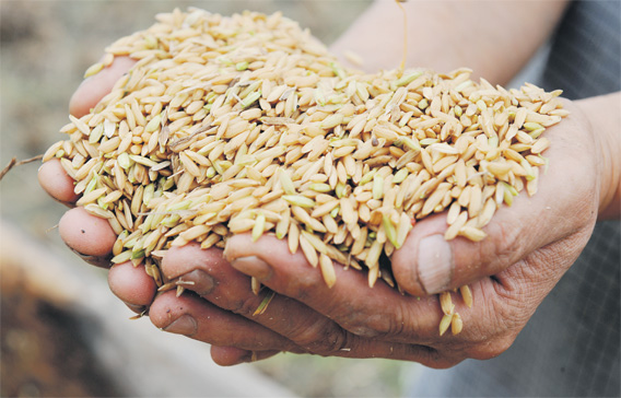 eb17_rice_15.jpg