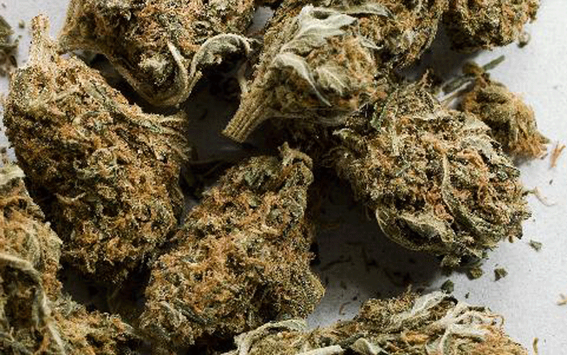 marijuana