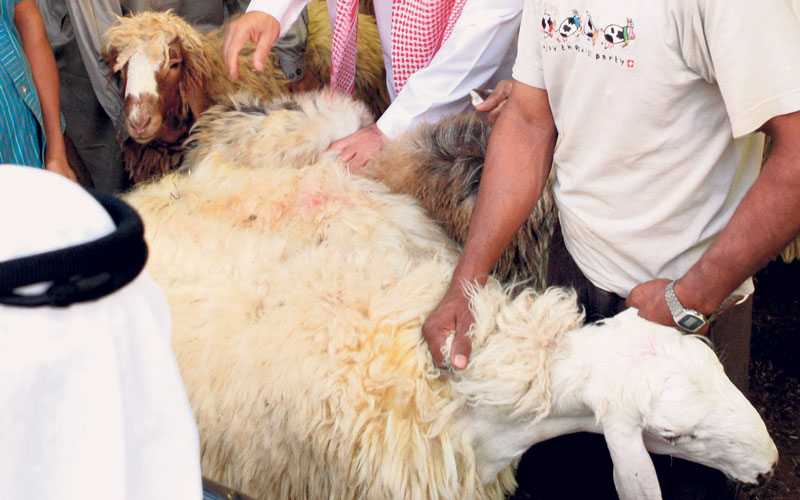 sheep