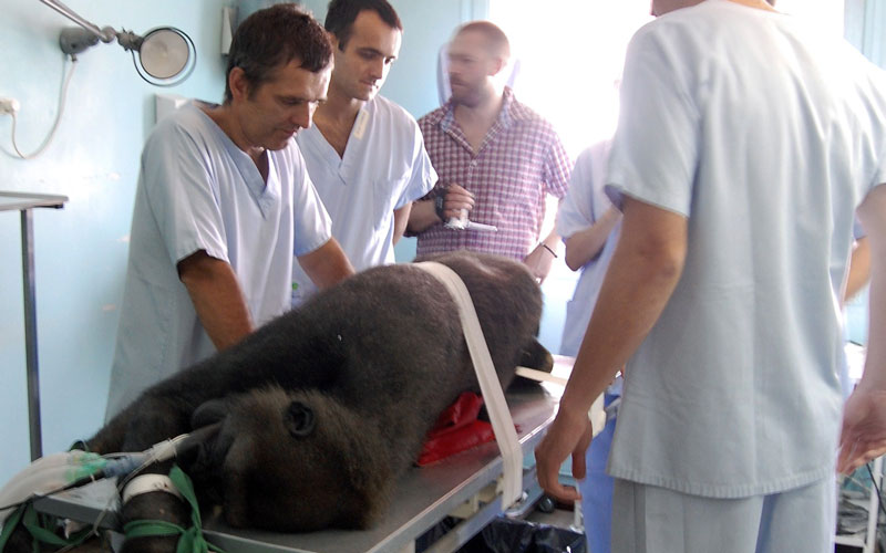 Gorilla AFP