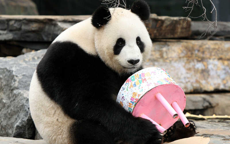panda