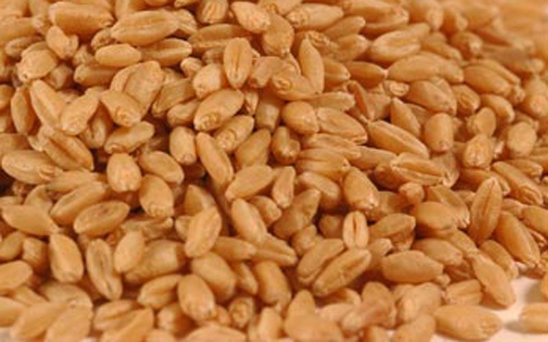 wheat