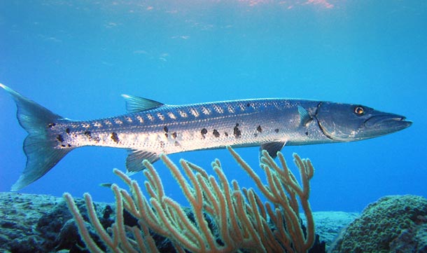 barracuda