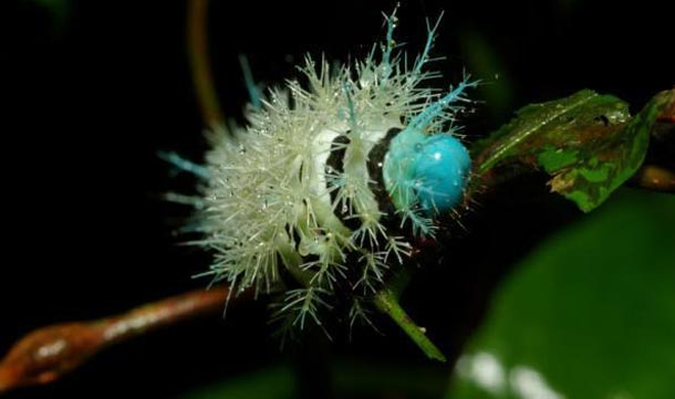 Ancient insect