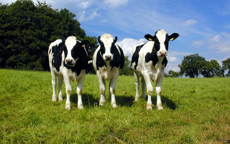 cows