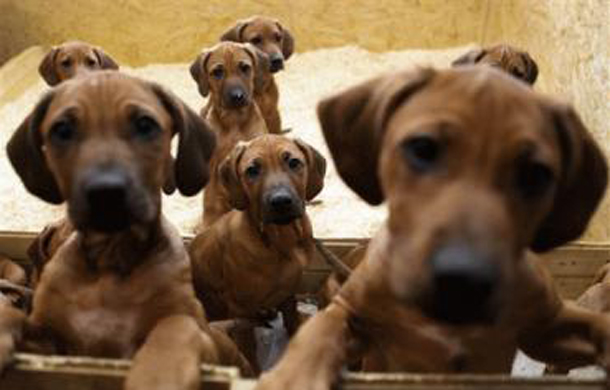 Rhodesian Ridgeback