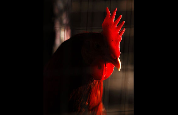 rooster