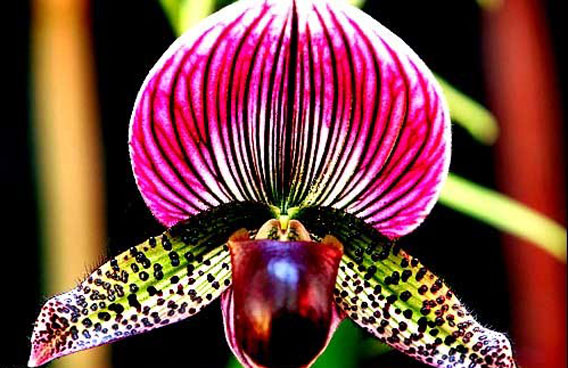 orchid