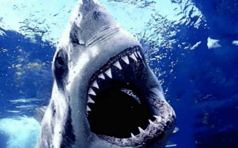 shark