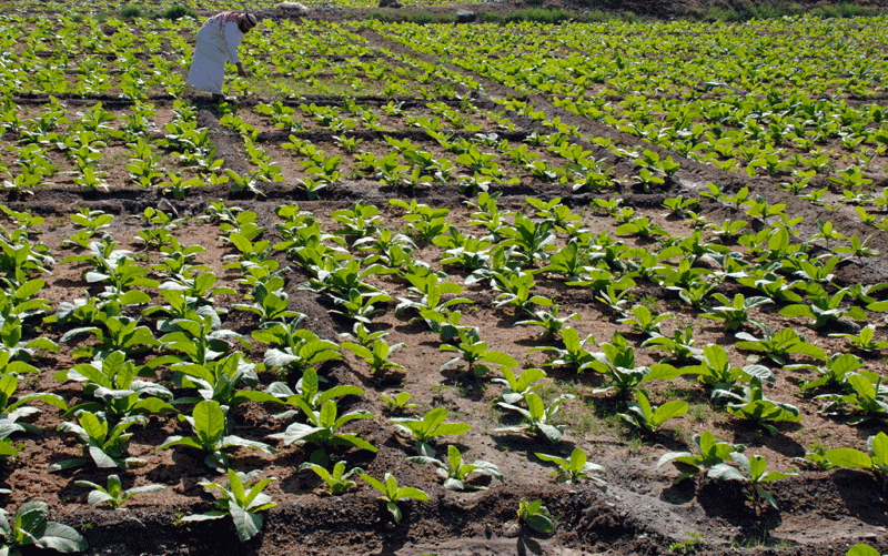 uae tobacco UAE tobacco farms, factories set to disappear