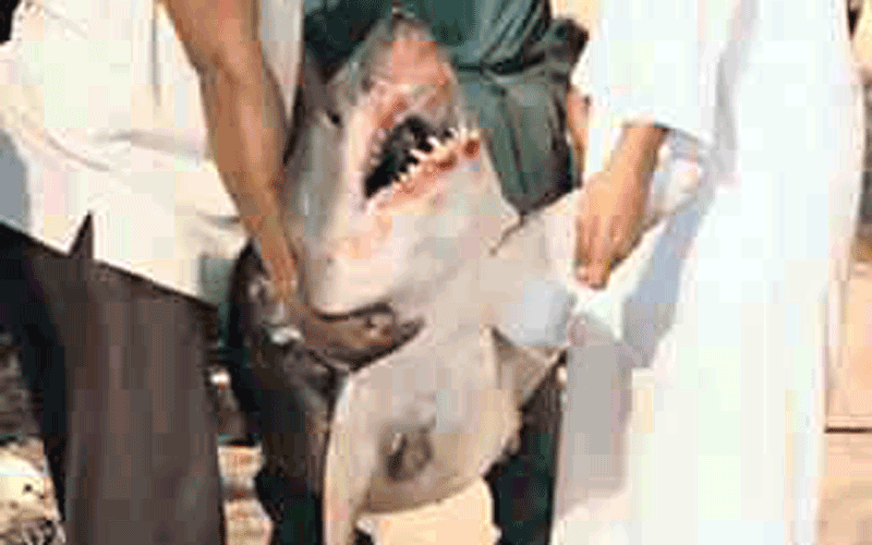 shark