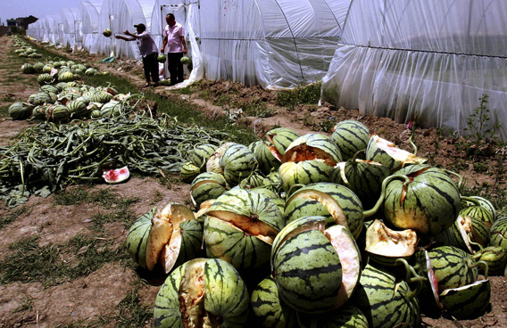 watermelons