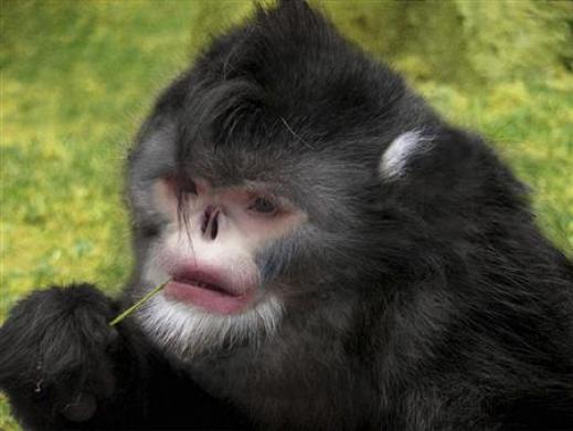 monkey