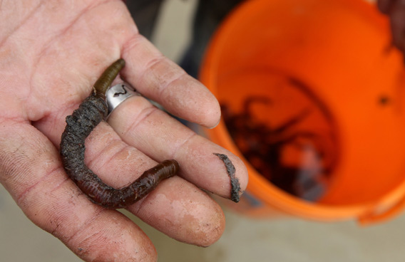 worms-getty