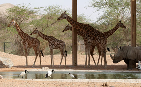 al=ain-zoo