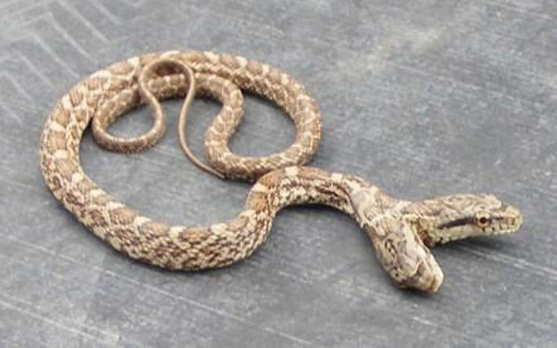 two head snake