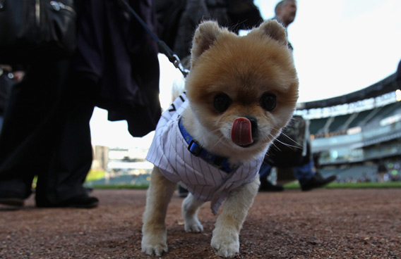 walking the dog-getty