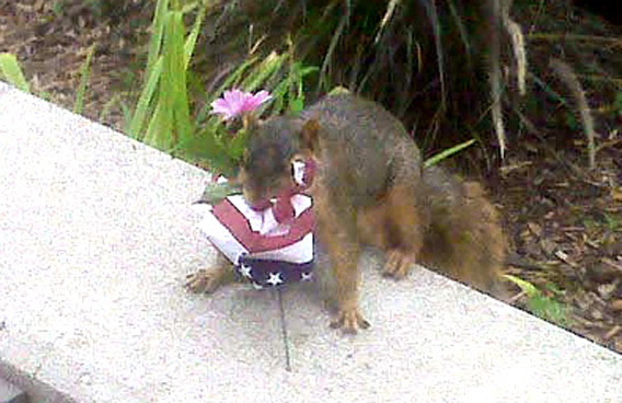 squirrel
