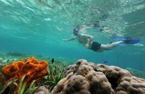 coral reef