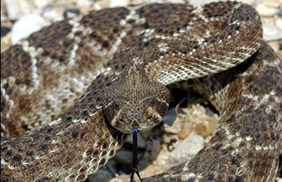 rattlesnake-AP