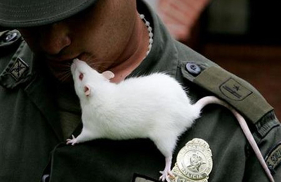 rat