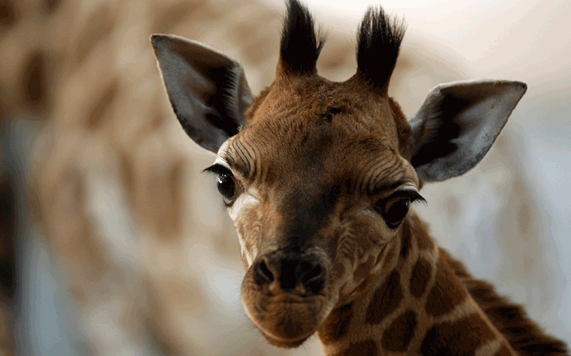 giraffe