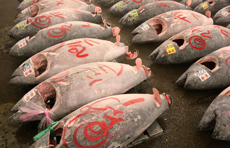 tuna