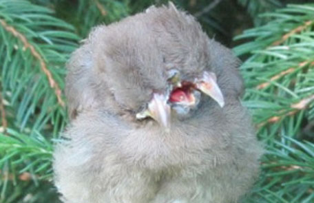 BirdTWOHeadsand
