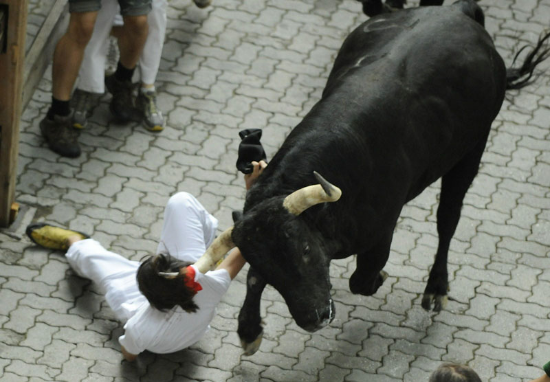 bull
