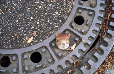 squirrel