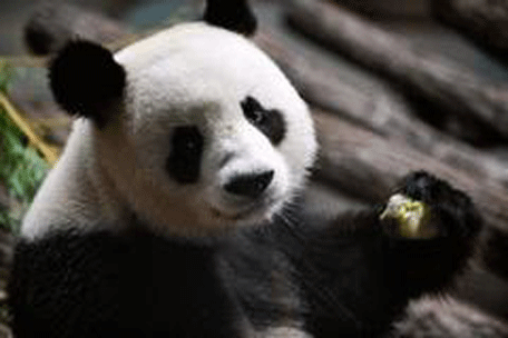 panda