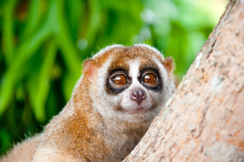 loris