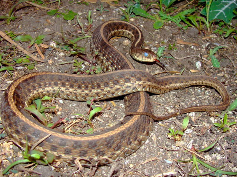 snake
