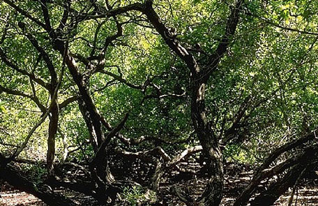 tree