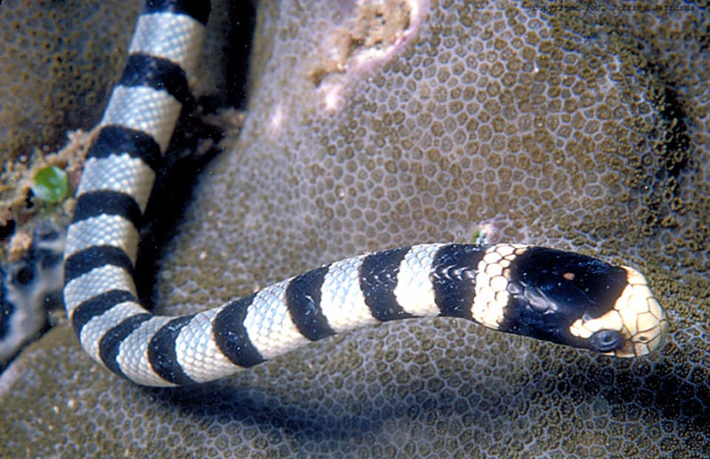 krait