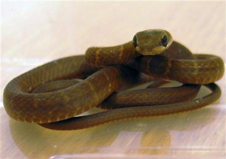 snake