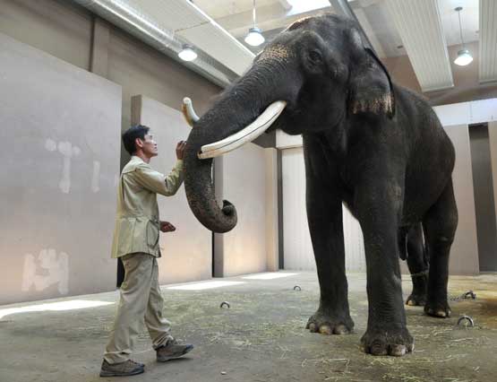 elephant.jpg