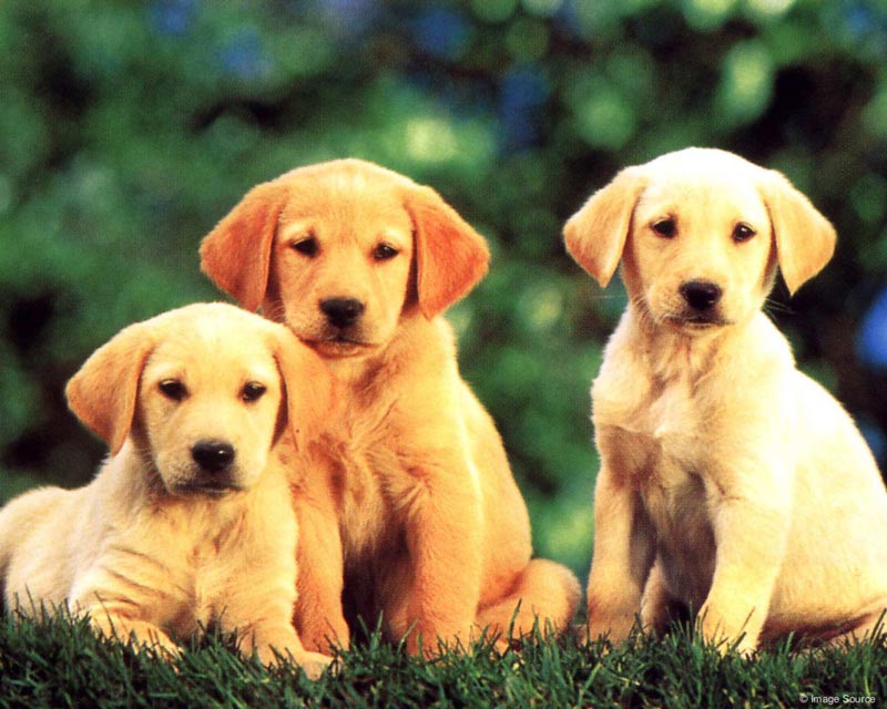 dogs