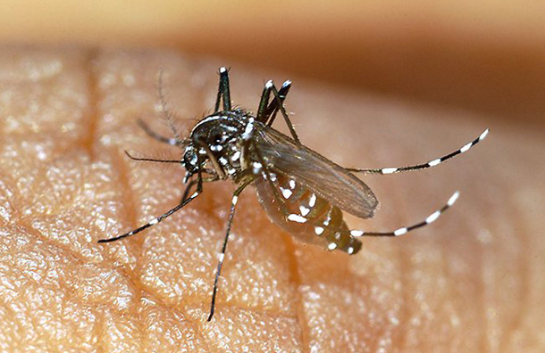 MOSQUITO