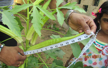 lady finger