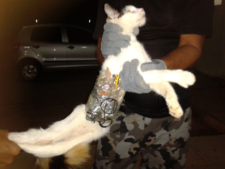cat