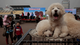 Dog