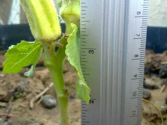 okra