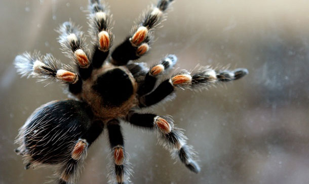 tarantula
