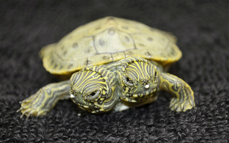 2 turtle