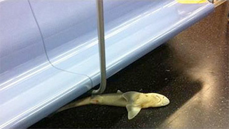 shark