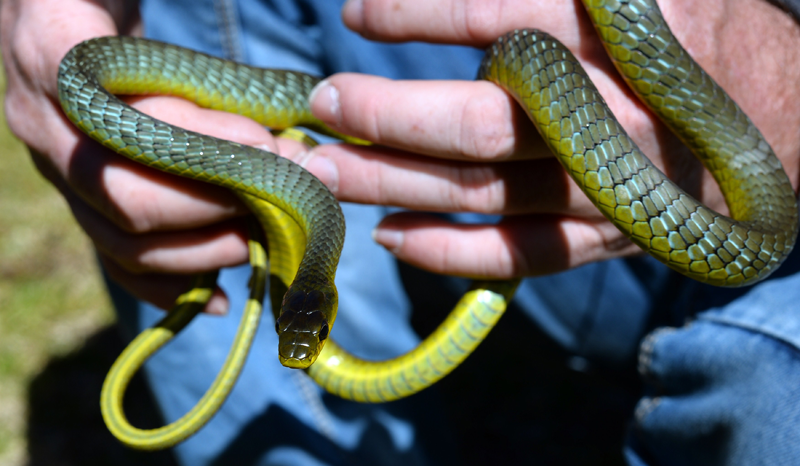 snakes