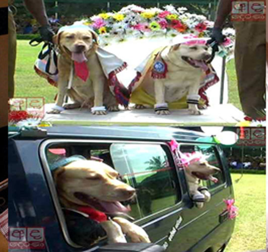 dog wedding
