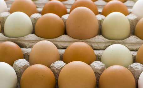 eggs