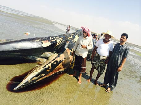 whale-2
